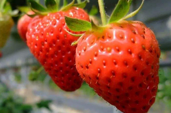 草莓什么时候种合适?怎样种?