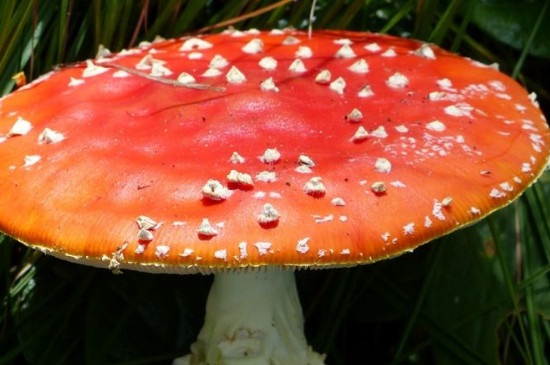 开花的蘑菇能吃吗