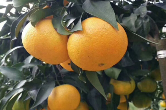 油良一号柑橘特点