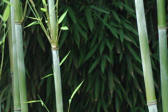 适合做竹筒饭的竹子