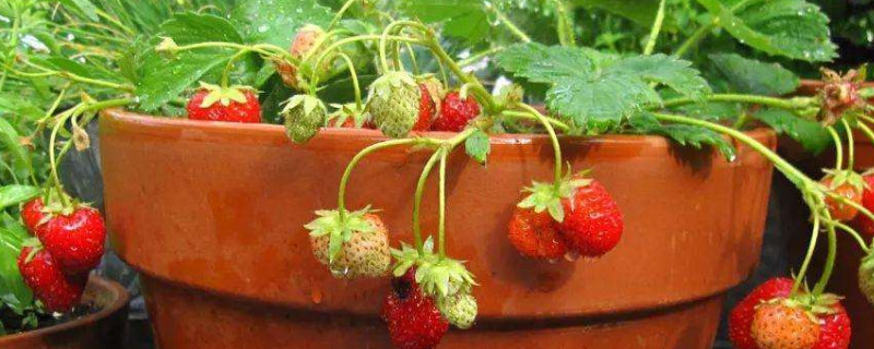 草莓嫁接果树种植
