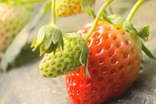 草莓嫁接果树种植
