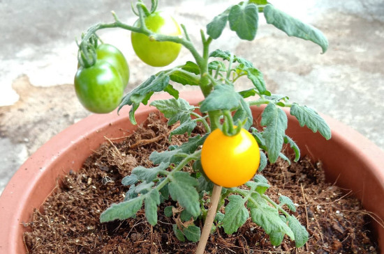 西红柿种子6天不发芽