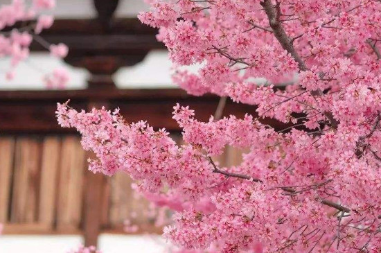 日本樱花开放时间顺序