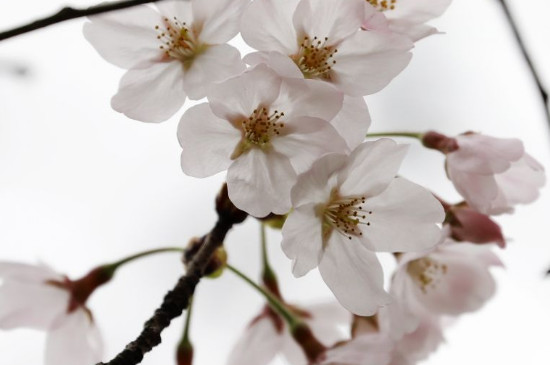 日本樱花开放时间顺序
