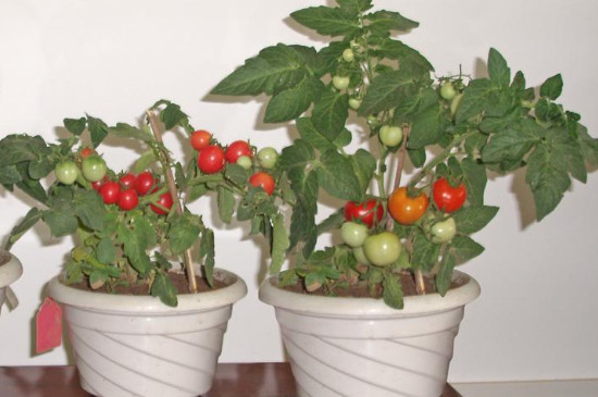 盆种番茄的方法