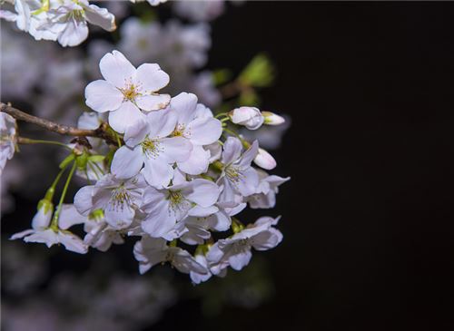 樱花的形态特征与养护方法介绍
