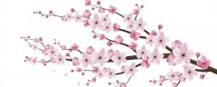 樱花的形态特征与养护方法介绍