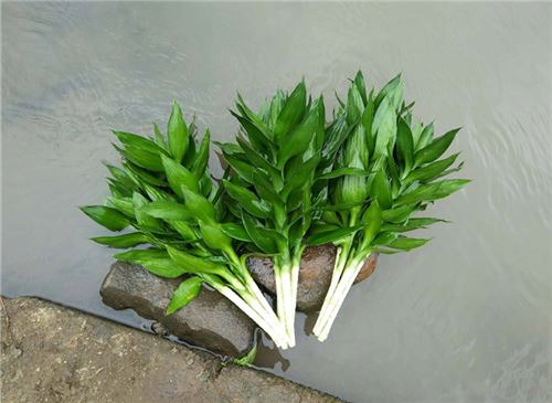 富贵竹的养殖方法与注意事项