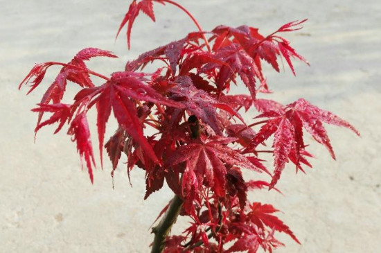 盆栽日本红枫的养殖方法和注意事项