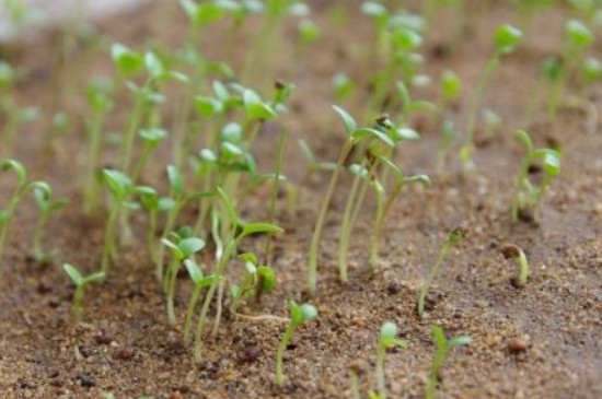 种子催芽的常见方法