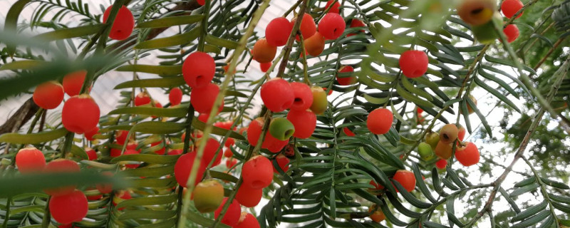 红豆杉的种植方法