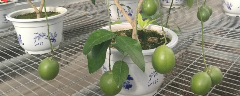 盆栽柠檬为什么不长新叶