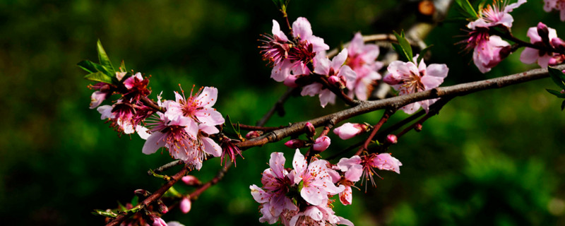桃树是先开花后长叶吗