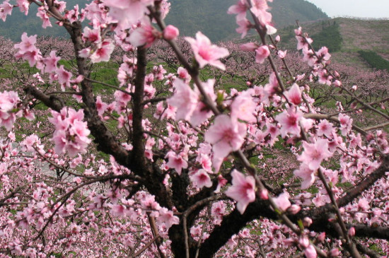桃树是先开花后长叶吗