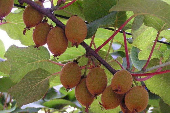 猕猴桃树怎么种植