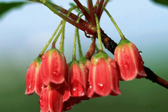 爬藤灯笼花的养殖方法