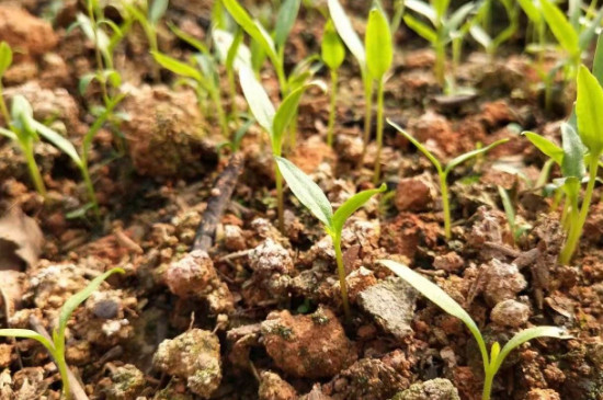 土壤过酸对植物的影响
