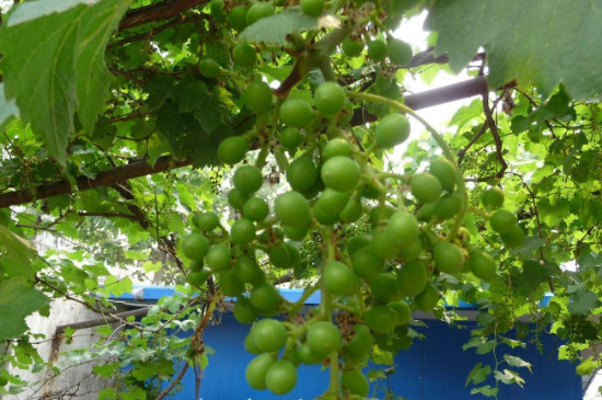 葡萄树什么时候种植成活率高