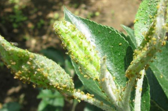 桃树常见病虫害症状及防治方法