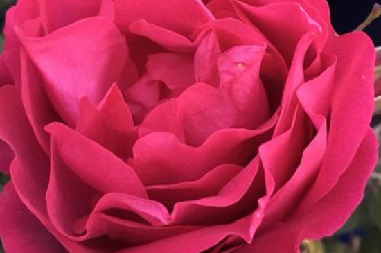滇红玫瑰一年开几次花