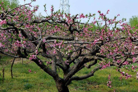 桃树怎么不开花就长叶