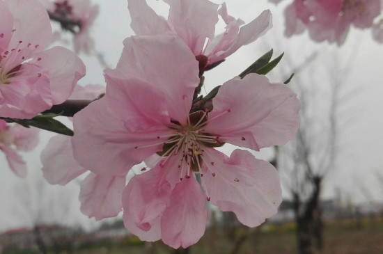 桃树怎么不开花就长叶