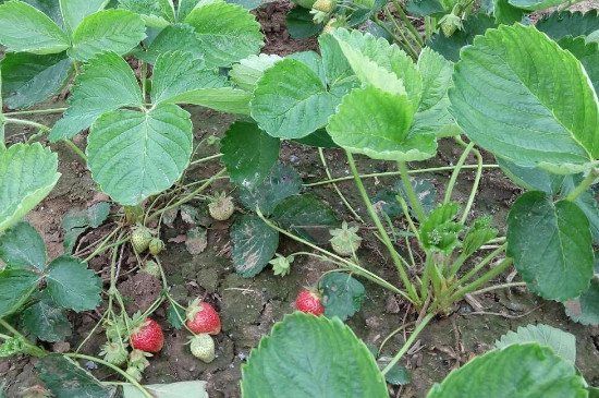 草莓土壤怎么调配
