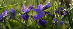 紫罗兰花语