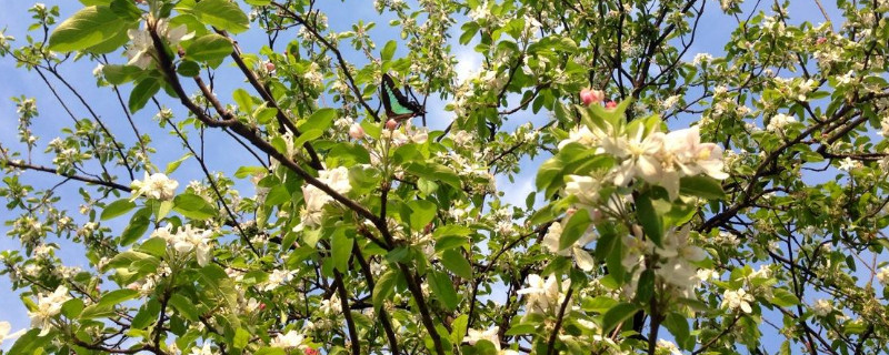 苹果树花是什么颜色的