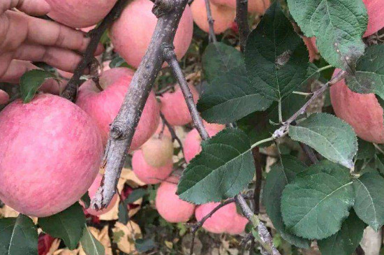 苹果籽发芽能结果吗