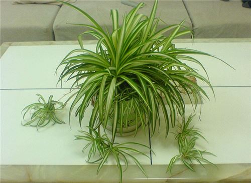 净化室内空气的植物