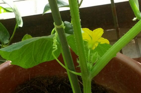 黄瓜的雄花和雌花的区别