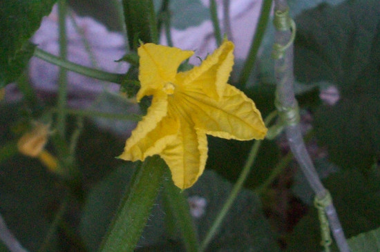 黄瓜的雄花和雌花的区别