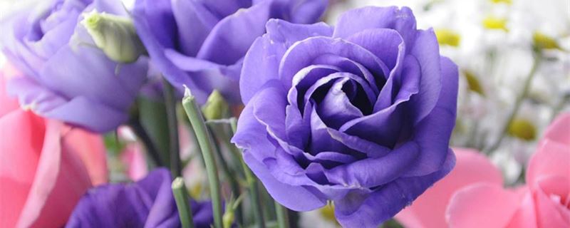 紫玫瑰花语"