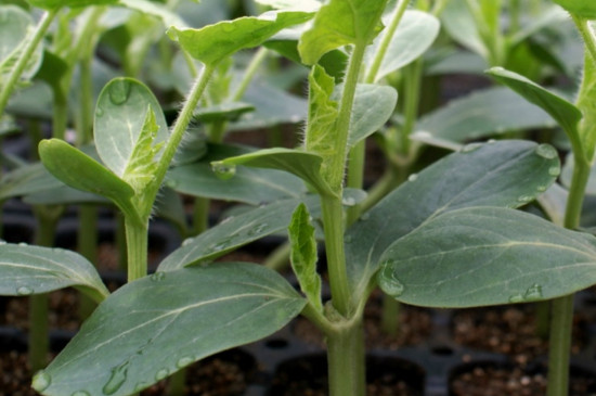 西瓜种子可以直接种在地里吗