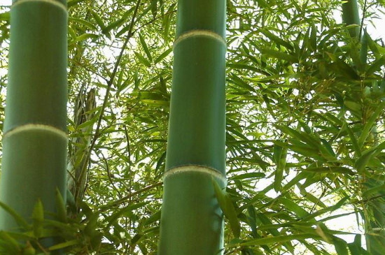 竹子是属于草还是属于木