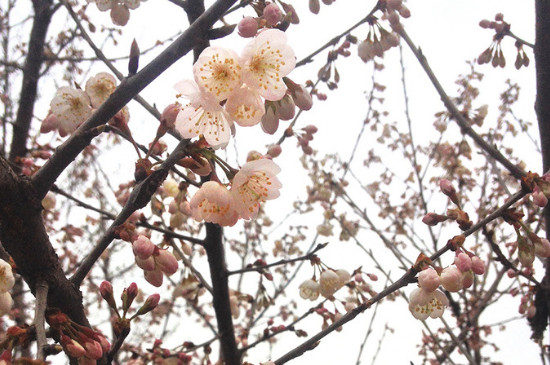 樱桃树的寓意和象征
