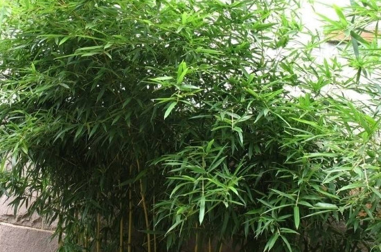 竹子属于乔木还是灌木