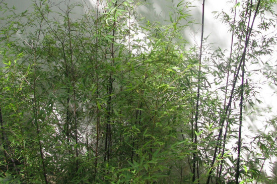 竹子是被子还是裸子植物