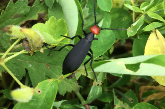 石榴树上有黑色的虫子用什么药