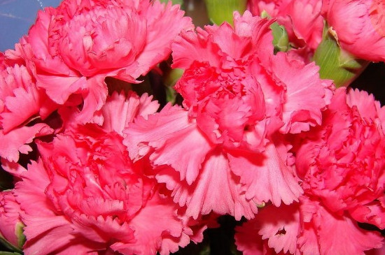 13朵康乃馨的花语