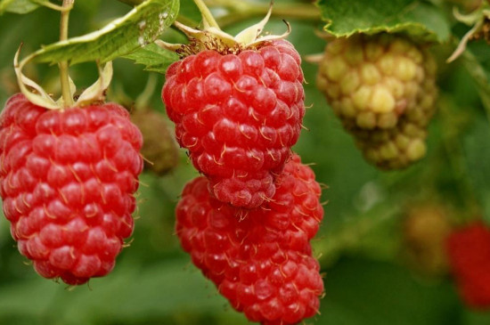 树莓家庭种植方法