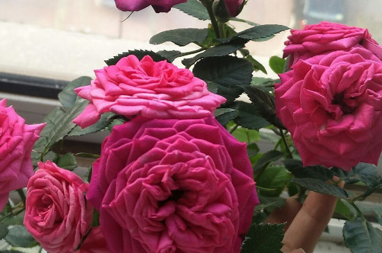 一个花盆可以栽几株玫瑰
