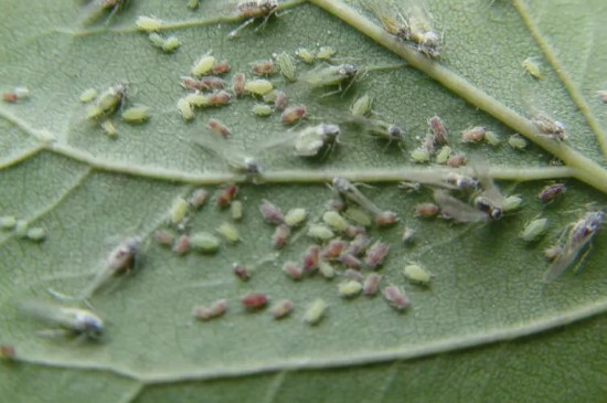 植物上的蚜虫怎么治