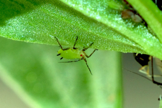 植物上的蚜虫怎么治