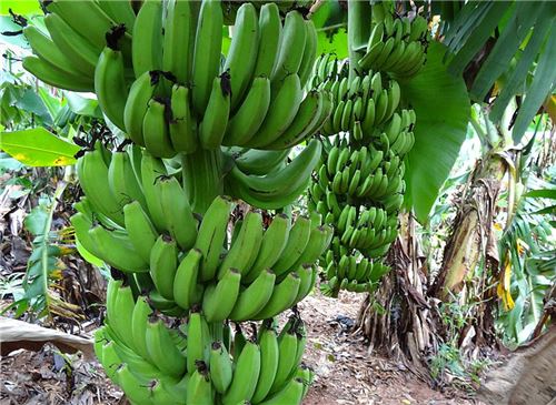 香蕉有种子吗