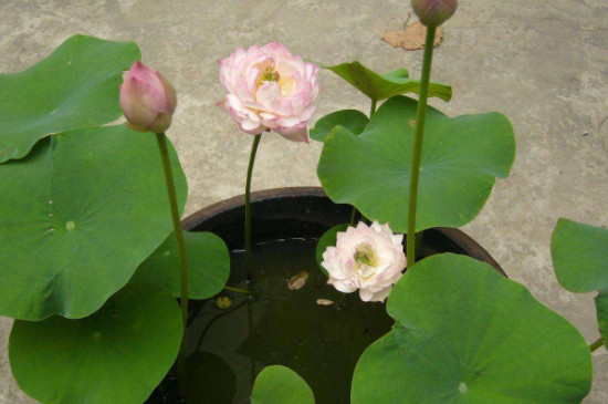 水培睡莲的种植方法和注意事项