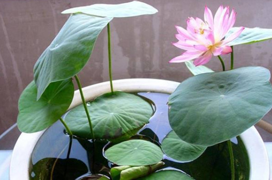 水培睡莲的种植方法和注意事项