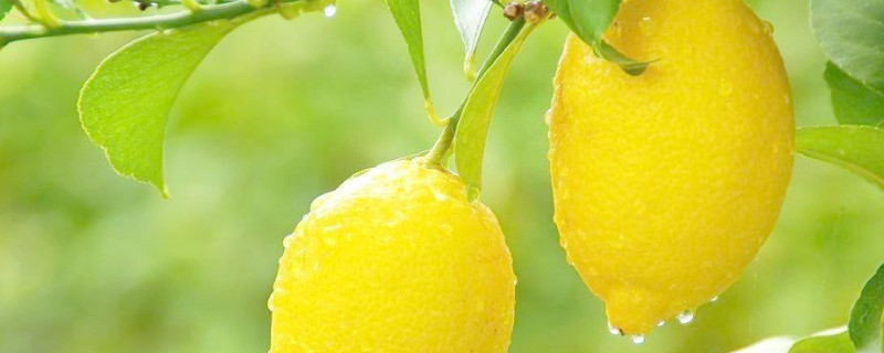 柠檬盆栽换土方法